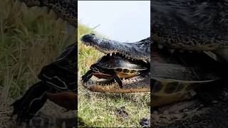 Crocodile Attacks Tortoise – Natures Most Shocking Battle [upl. by Yanal]