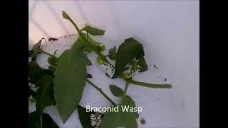 Wasp Larvae Hatching from Tomato Horn Worms [upl. by Atlas121]