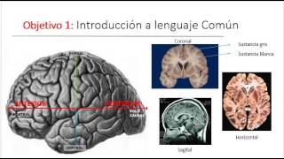 ALUMNOS Neurofisiologia FacultadPsiUNC Resumen de Clase Corteza [upl. by Alamak]