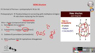 Heme biosynthesis bio L2 [upl. by Hgielar]