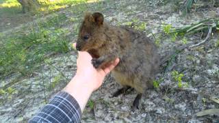 Quokka Rottnest Island WA [upl. by Einahteb825]