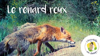 Le renard roux [upl. by Derinna264]