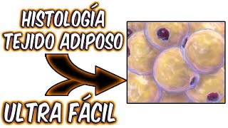 APRENDE EL TEJIDO ADIPOSO ULTRA FÁCIL Y RÁPIDO HISTOLOGÍA🧫🧫 [upl. by Xuagram]