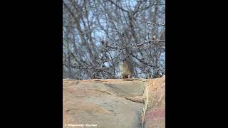 Call of the Rock Hyrax [upl. by Husha]