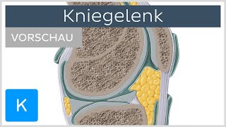 Kniegelenk  Aufbau und Funktion Vorschau  Kenhub [upl. by Niuqram]