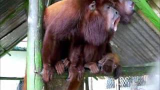 Howler monkeys just before rainwmv [upl. by Yves485]