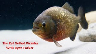 The Red Bellied Piranha [upl. by Bully]