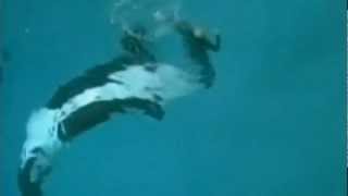 Killer whale drags trainer underwater at SeaWorld San Diego [upl. by Nyrrat]