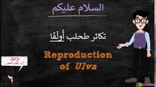 Reproduction of Ulva تكاثر طحلب ألفا [upl. by Arracat737]