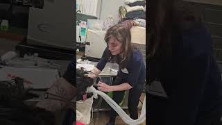 Penn foster Vet tech externship Skill 13 orogastric tube [upl. by Arahset]