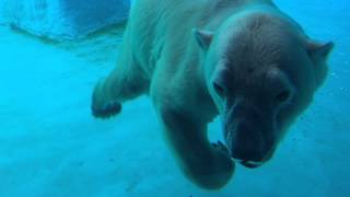 Polar Bear Underwater [upl. by Yrellam]