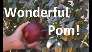 Picking and Deseeding a Wonderful Pomegranate in 9B [upl. by Annoirb214]