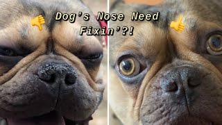 How To Fix Dog’s Dry Nose Snout Soother Cream [upl. by Einahpetse]