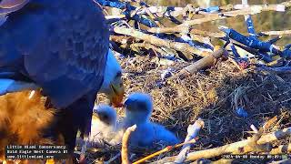 Little Miami Conservancy Bald Eagle 08042024 0757 [upl. by Di111]