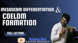 mesoderm differentiation and coelom formation [upl. by Alyag280]