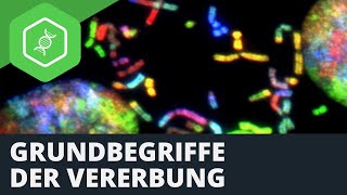 Grundbegriffe der Vererbung [upl. by Emelda]