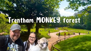 Trentham Monkey Forest  Stoke on Trent [upl. by Nnylak]