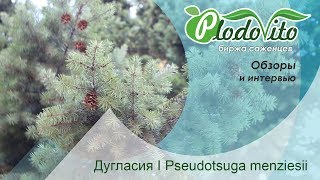 Дугласия I Pseudotsuga menziesii [upl. by Naitirb]