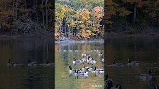 ECHO lake State Park new Hampshire trending visiting fall foliageusa [upl. by Kwei832]