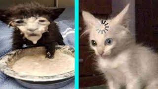 BEST DANK CAT MEMES COMPILATION OF 2020 PART 10 from TikTok [upl. by Arihsaj]