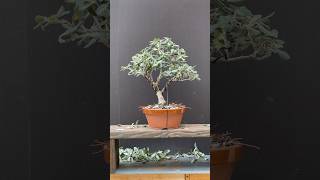 Pohutukawa bonsai bonsai bonsaitree howtobonsai garden gardening trees plants learning [upl. by Barthold]