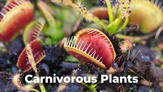 Carnivorous Plants A Journey into the Wild [upl. by Nolyk]