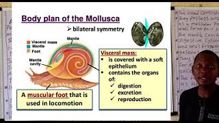 Phylum Mollusca 1 [upl. by Amle]