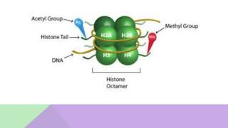 Histone Modification The What How and Why [upl. by Devehcoy]