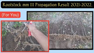 Rootstock MM 111 Propagation Result 20212022 For You [upl. by Cruz]