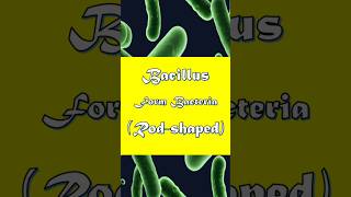 Bacillus Form Bacteria Explained in 45 Seconds bacillus bacteriaexplained microbiology [upl. by Augie]