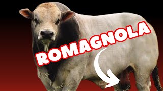 Romagnola Cattle Breed [upl. by Hodess]