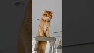 Cat in Ladder قطة في سلم chat dans léchellecatshorts [upl. by Fachan]