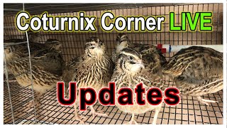 Coturnix Corner LIVE [upl. by Llerrahs]