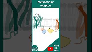 Ionotropic vs Metabotropic receptors  mode of action and examples  1 min neurobiology [upl. by Alecia]