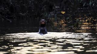 Cuyabeno River Otters [upl. by Nibram]