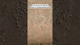 Crop Rotationfarming organicfarming business howtogrowafricancropsabroad vegetables beans [upl. by Ailahtan597]