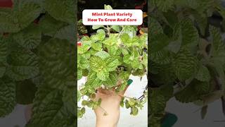 Spearmint Plant CareHow To Grow MintMint Plant Care gardening shorts [upl. by Aitnecserc]