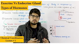 Chemical Coordination  Endocrine and Exocrine Glands [upl. by Kassey436]