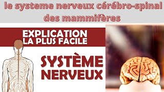 Partie 2  Organisation du système nerveux cérébrospinal des mammifères [upl. by Epolenep]