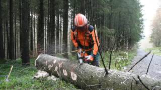 Baumfällen mit einem HolzfällerProfi [upl. by Acemaj]