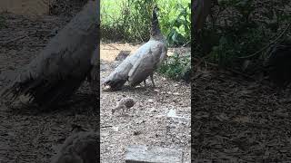 Beautiful Peachick Babies amp Mama brief outing  peafowl [upl. by Ddart]