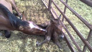 mother mare helping newborn horse to move [upl. by Heloise]