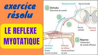 Correction Détaillée sur le REFLEXE MYOTATIQUE [upl. by Izabel]