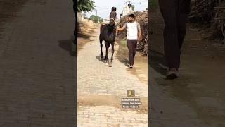 23 Year Old Marwari Brood Mare😱❣️ reels viralvideo horse marwari ytshorts ytviral trending [upl. by Marielle]