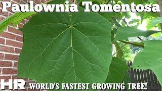 EMPRESS TREE  Paulownia Tomentosa  Fastest growing tree in the world [upl. by Beebe]