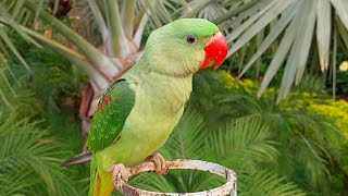 Super Cute Baby Alexandrine Parrot Natural Sounds  Baby Parrot Chirping Sounds [upl. by Eerdua68]