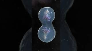 cell division in 3d animation in mitosis division  shorts youtubeshorts 3d animation [upl. by Scever293]