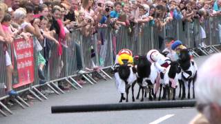 Sheep Races Moffat [upl. by Ytsihc765]