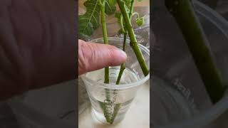 Rooting green fig cuttings [upl. by Ecyor635]