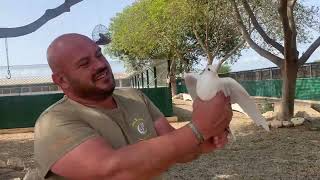 Camperos que paséis un Feliz Viernesse llevan las palomas blancas para soltarlas en la Romería👍😘 [upl. by Knobloch801]